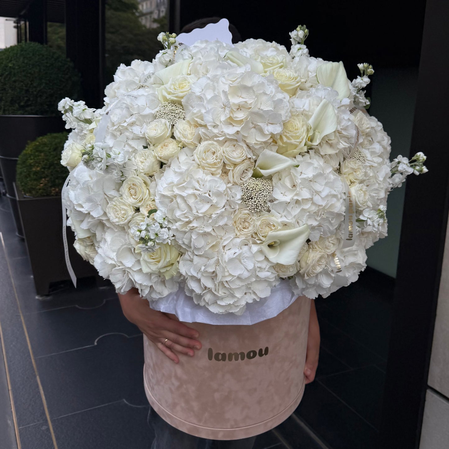 White Elegance in a Velvet Box XL