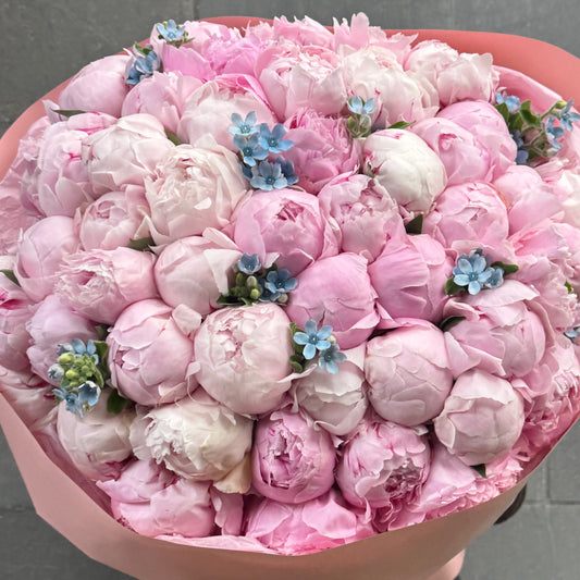 51 Peonies x Oxypetalum