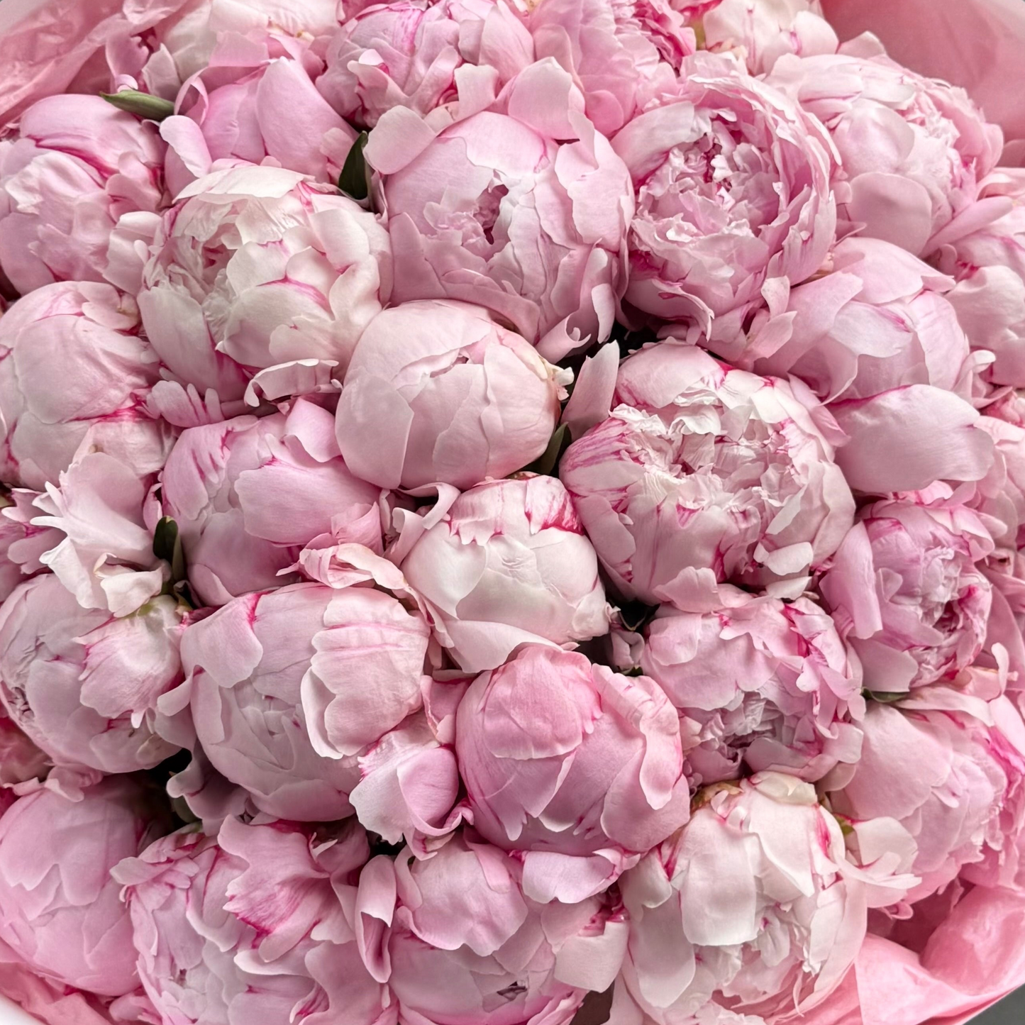 51 pivoines roses