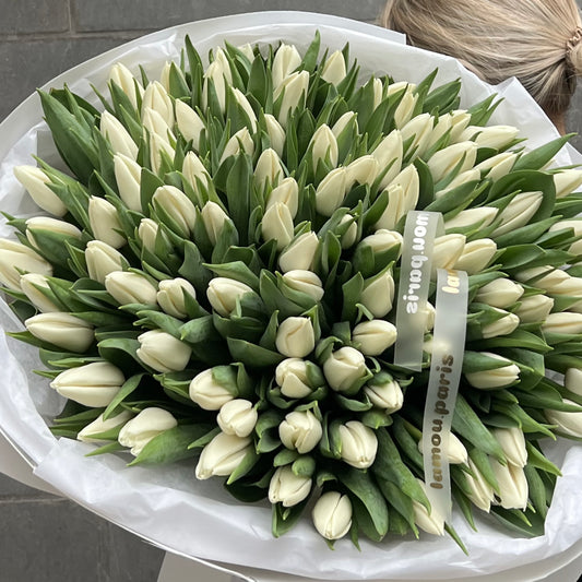 100 White Tulip