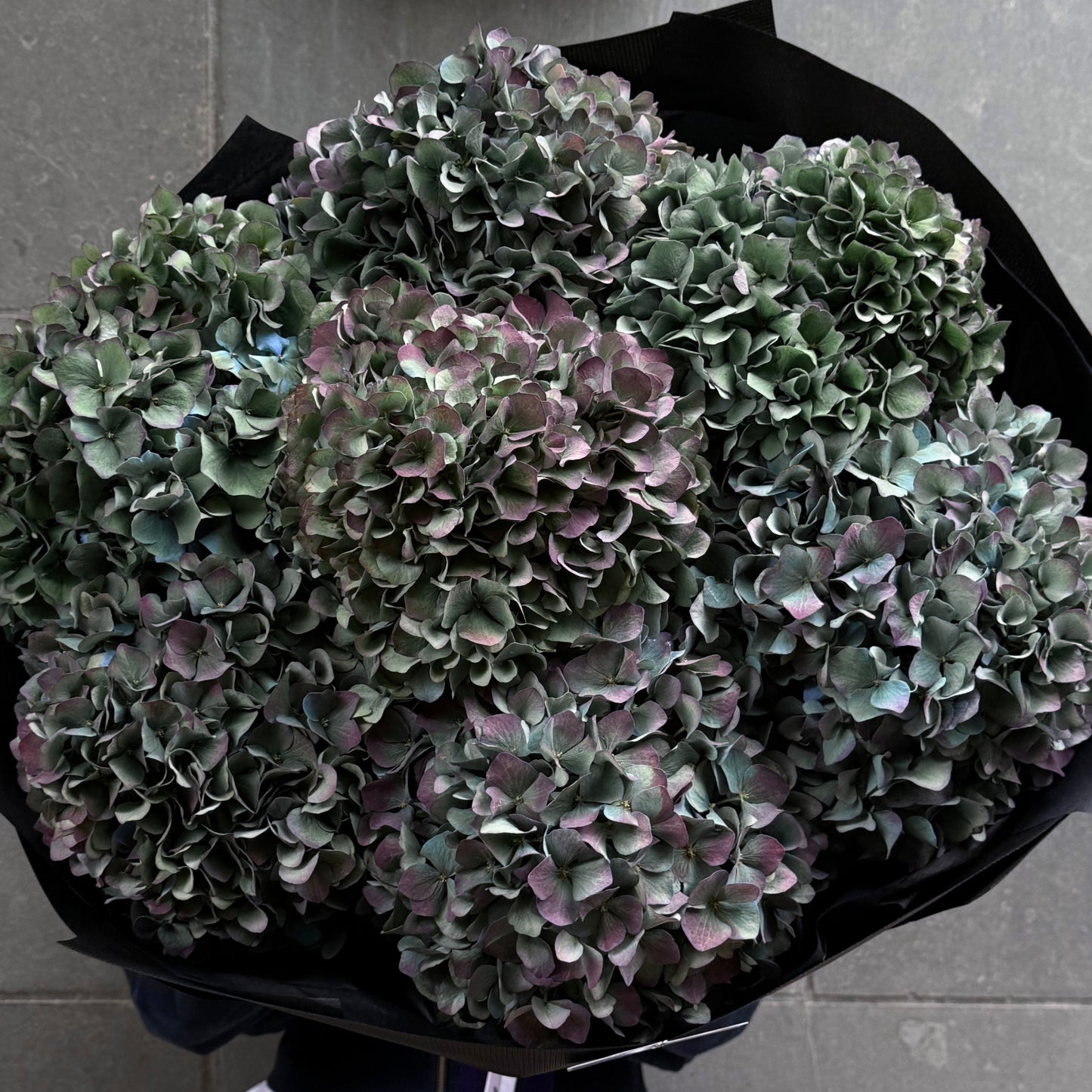 Hydrangeas ‘Pimpernel’