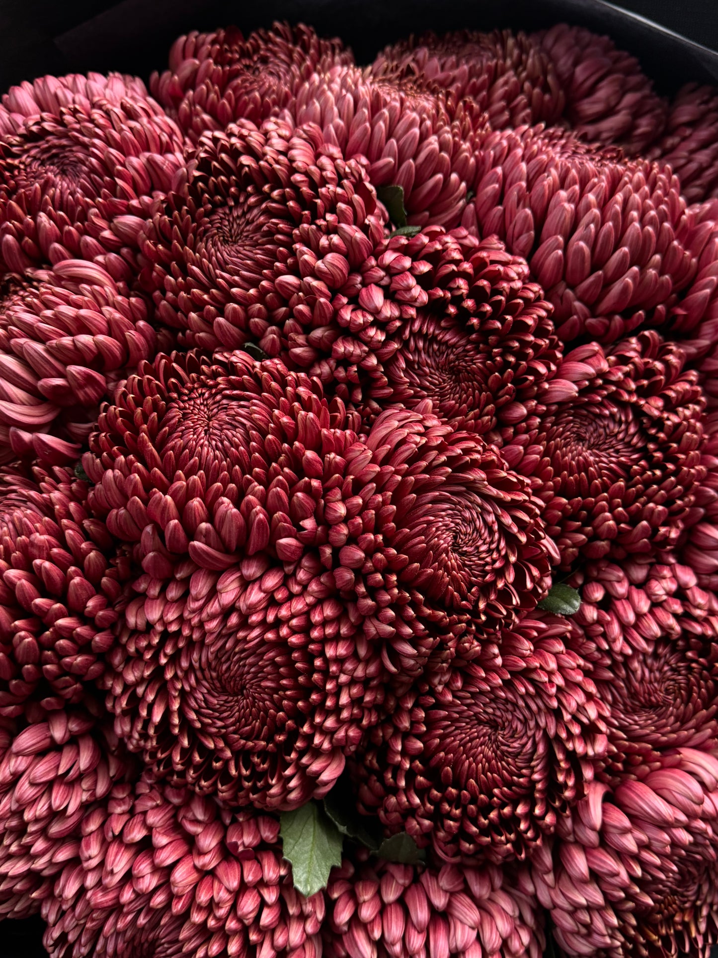Chrysanthemum Premium Red