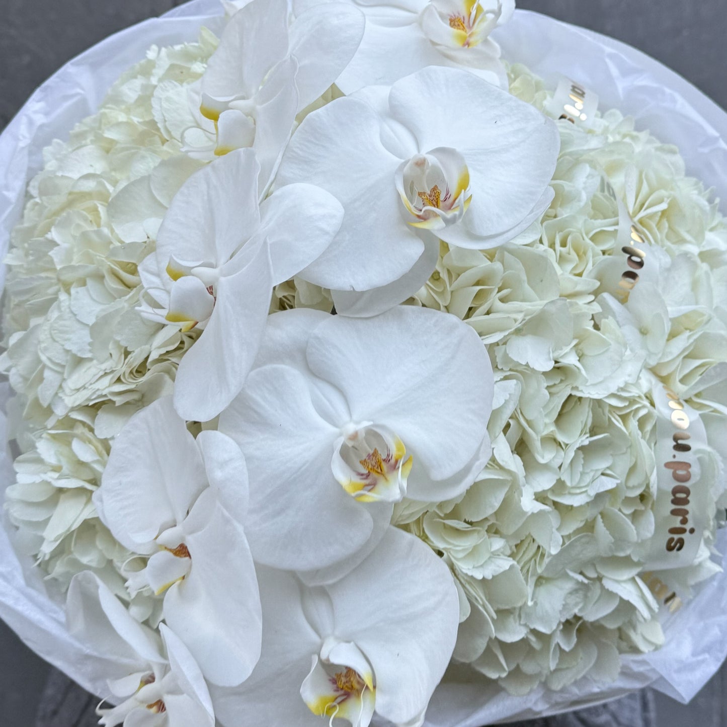 Nuage d'Orchidée Blanc S