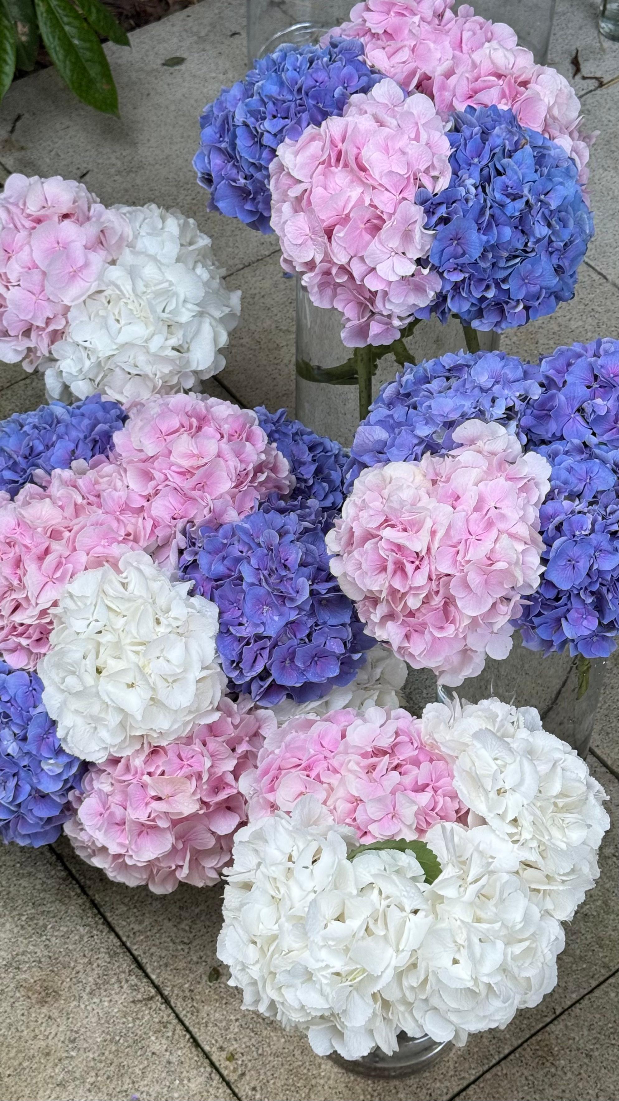 Picture of blue, white and pink hortensias in vases