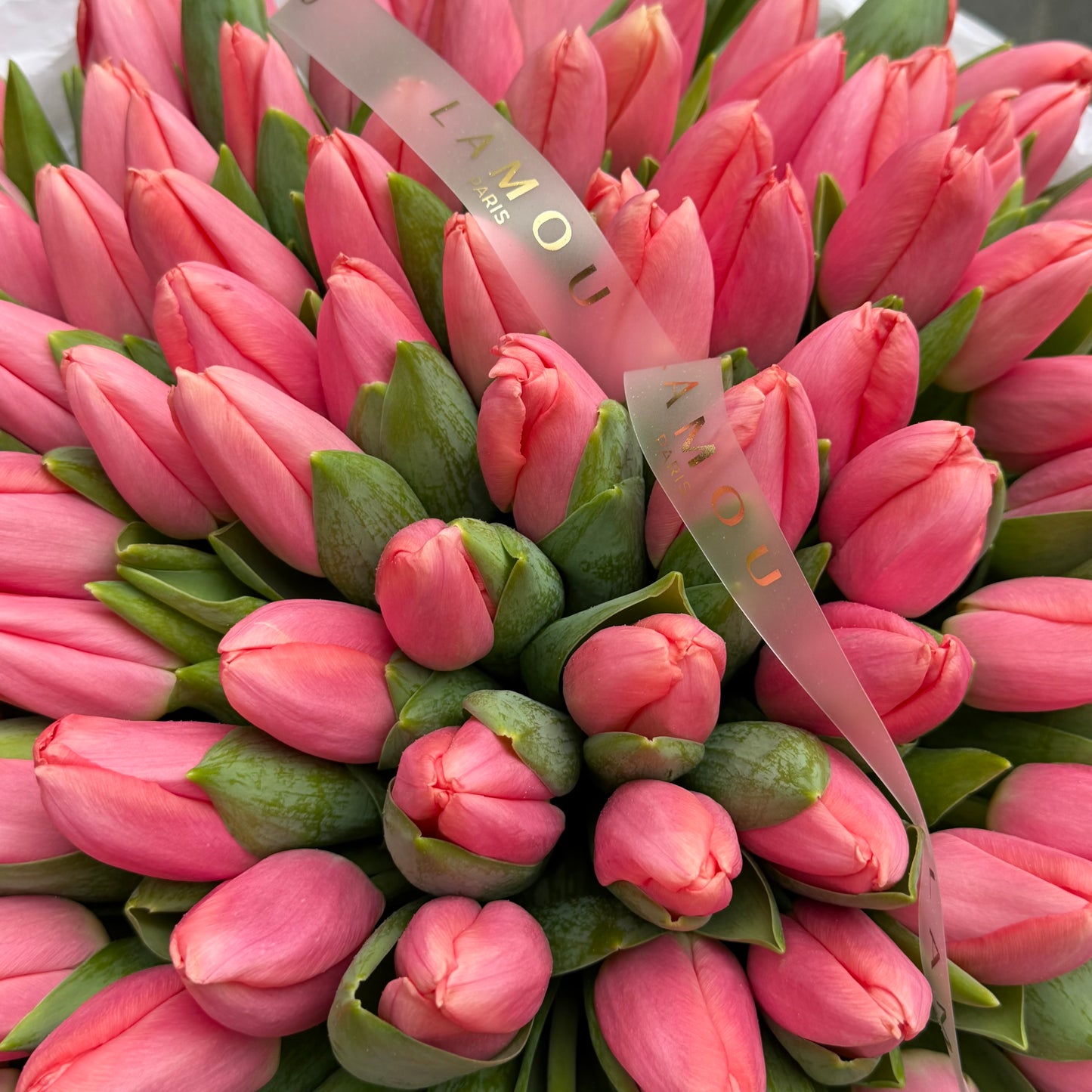 Tulipes roses