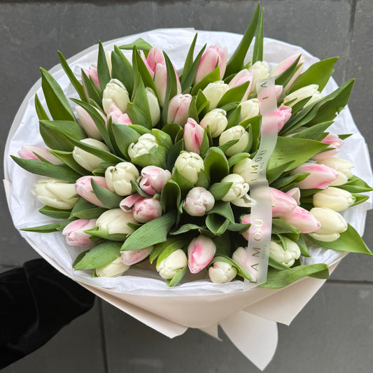 50 White x Pink Tulip