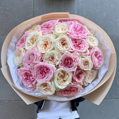25 O'Hara rose x blanc