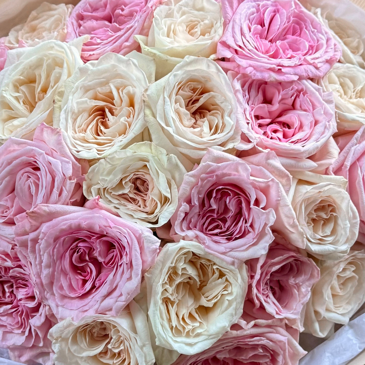 25 O'Hara rose x blanc