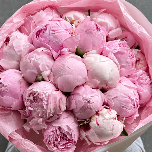 17 Pink Peonies