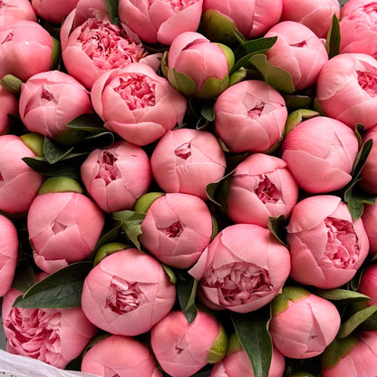 50 Peonies “Etched Salmon”