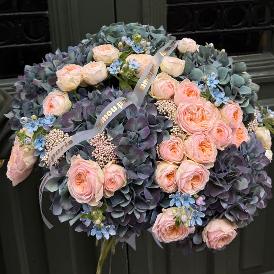 Peachy x Hydrangea ‘Pimpernel’