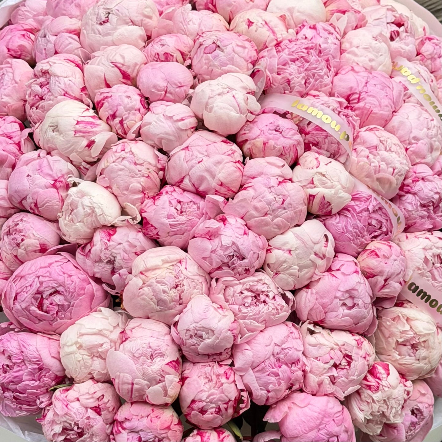 101 pivoines roses