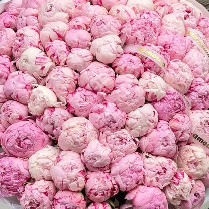101 pivoines roses