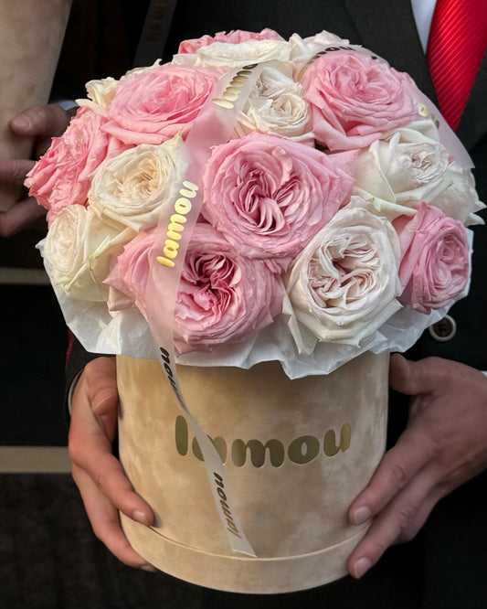 25 rosiers de qualité supérieure « White x Pink O'Hara » dans une boîte