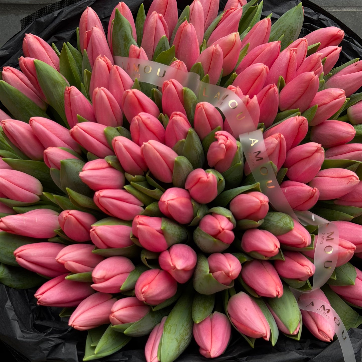 100 Pink Tulip