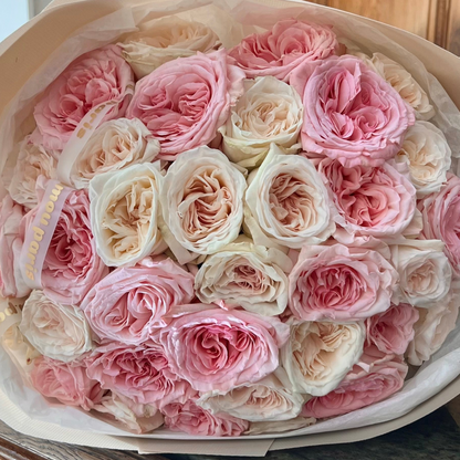 35 O'Hara rose x blanc