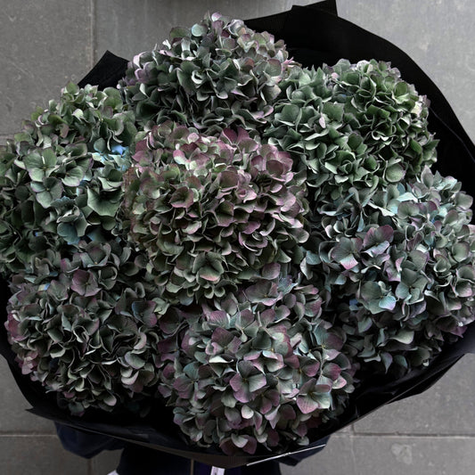 Hydrangeas ‘Pimpernel’
