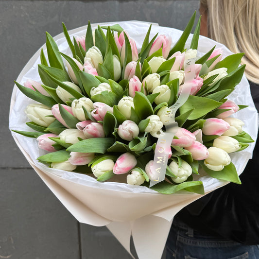 50 White x Pink Tulip