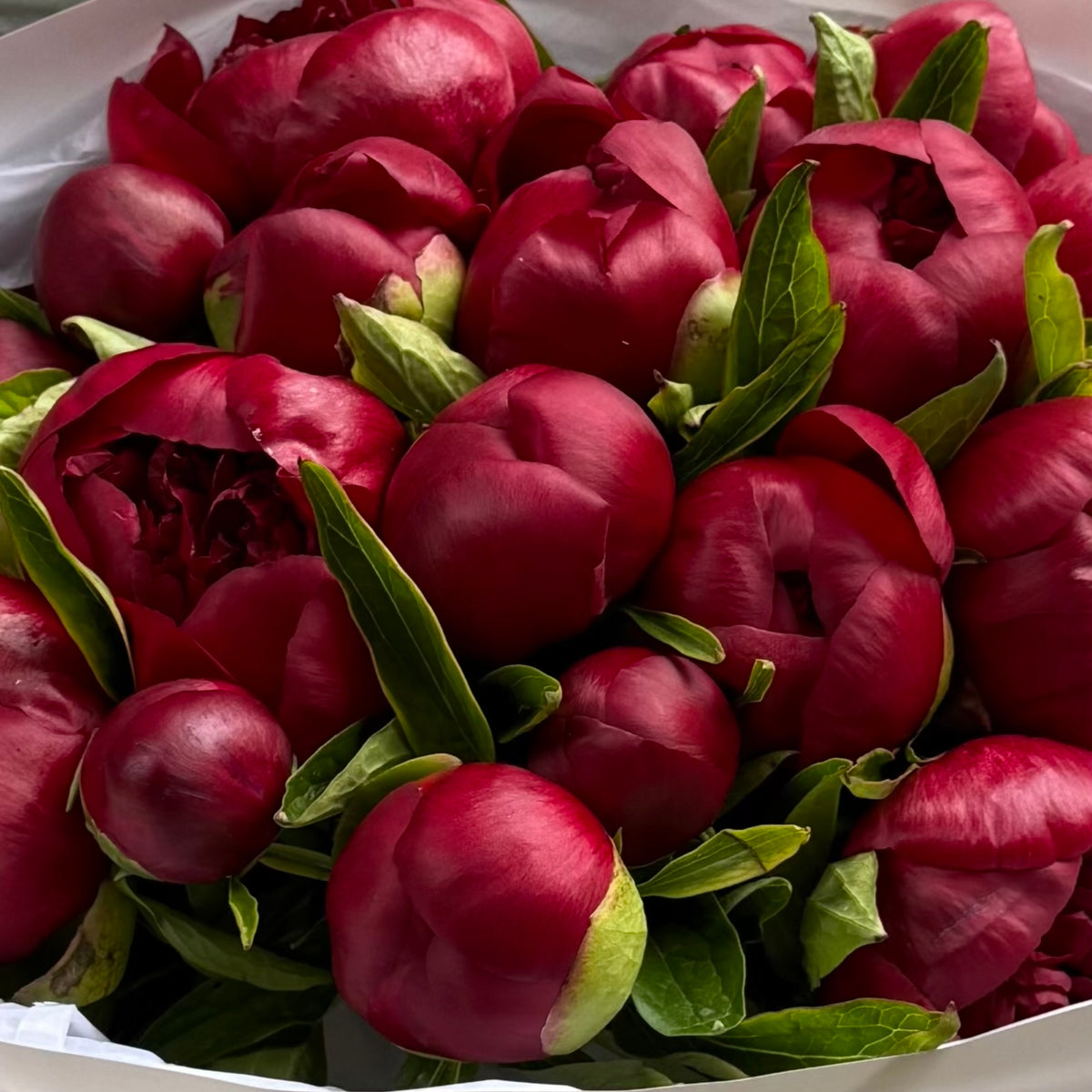 20 Burgundy Peonies
