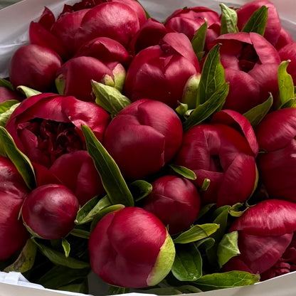 20 Burgundy Peonies