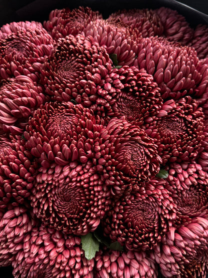 Chrysanthemum Premium Red