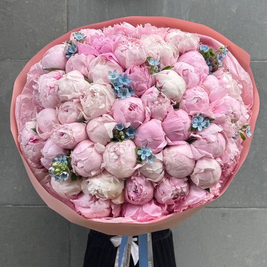 51 Pivoines x Oxypetalum