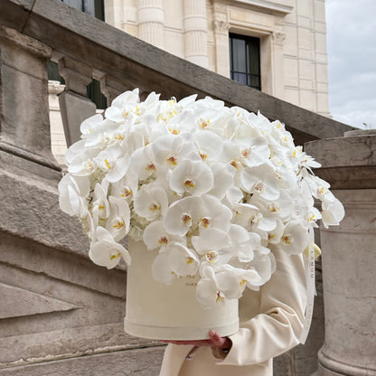Nuage d’Orchidée Box XL