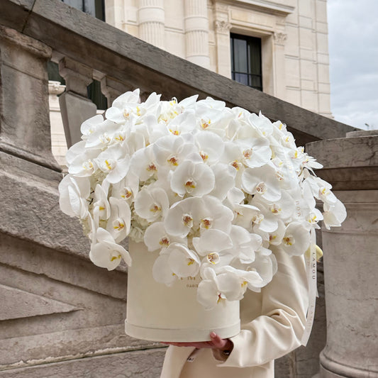 Nuage d’Orchidée Box XL
