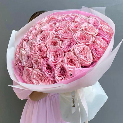 51 Rosiers « Pink O'Hara » de qualité supérieure