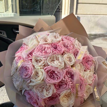 35 O'Hara rose x blanc