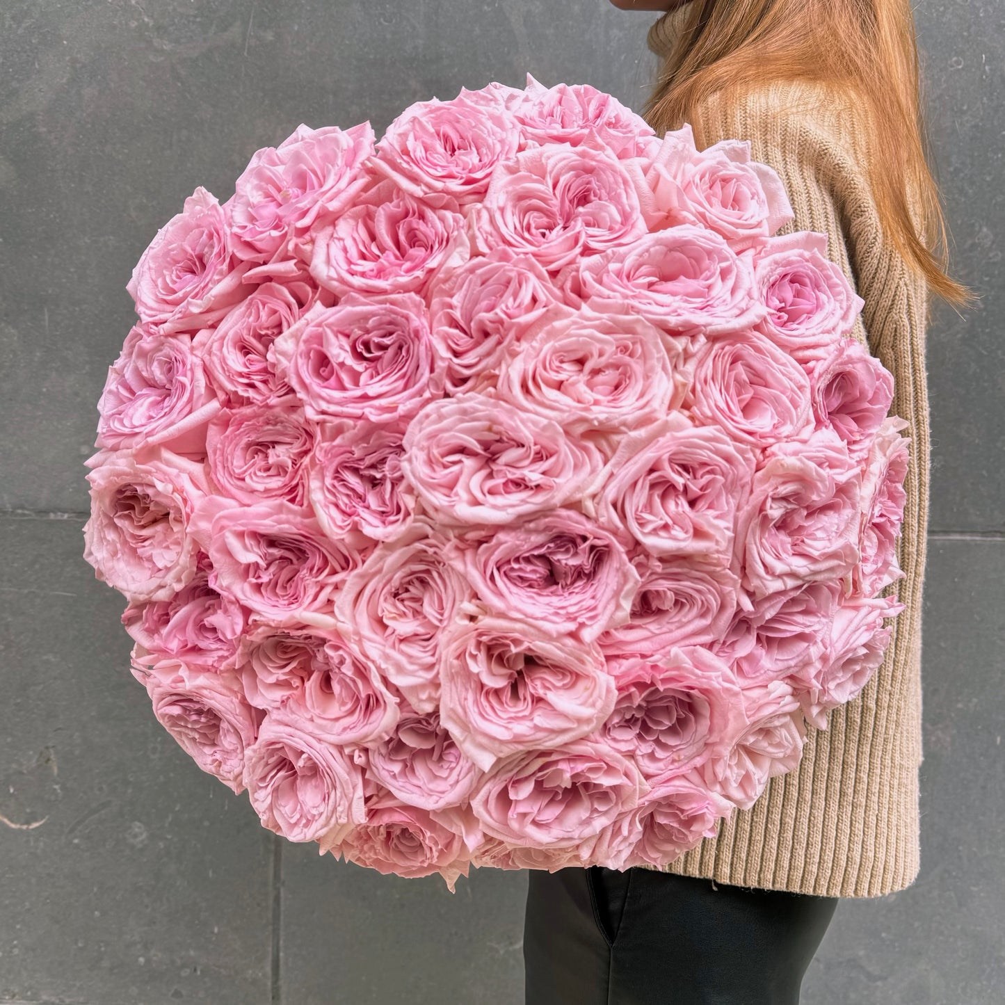 51 Rosiers « Pink O'Hara » de qualité supérieure